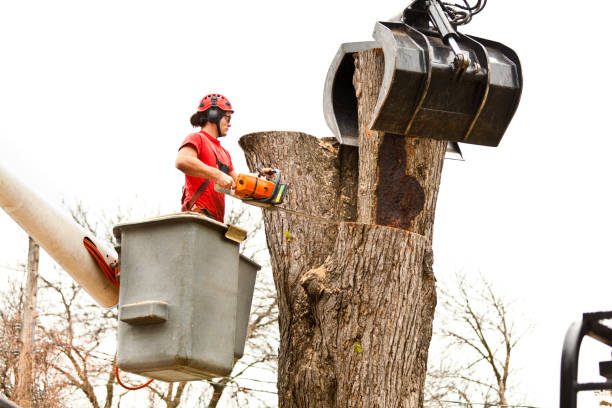 Best Arborist Consultation Services  in Singac, NJ